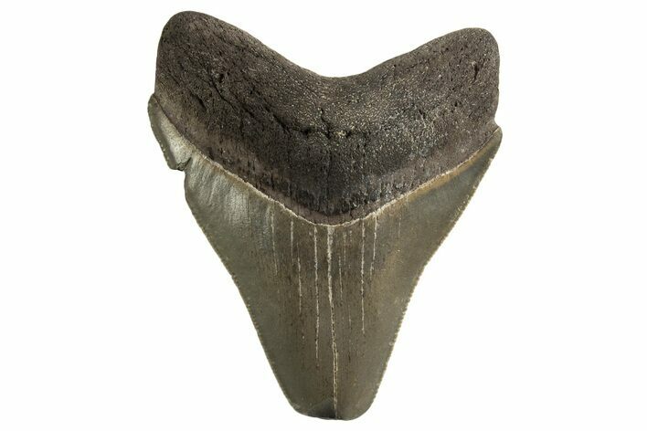 Serrated, Fossil Megalodon Tooth - Georgia #332816